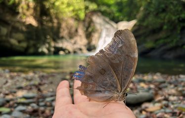 JUNGLE DREAMS FARM: WHERE NATURE MEETS SERENITY – 20 ACRES